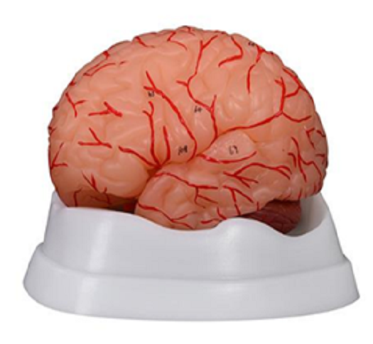 PVC human brain teaching model