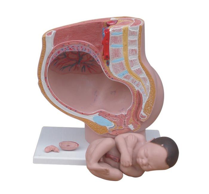 PVC pregnant woman pelvis model