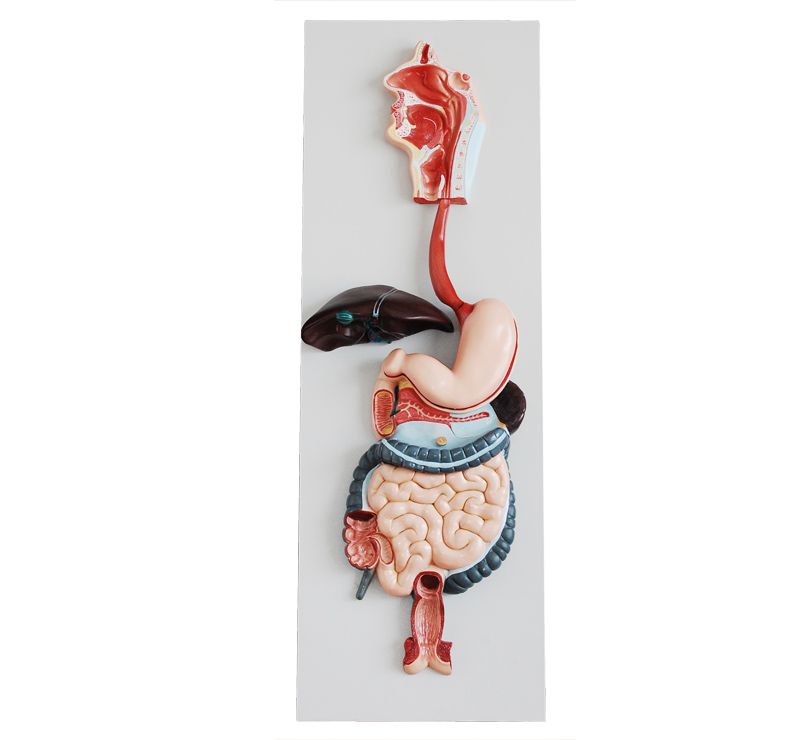 PVC digestive system model