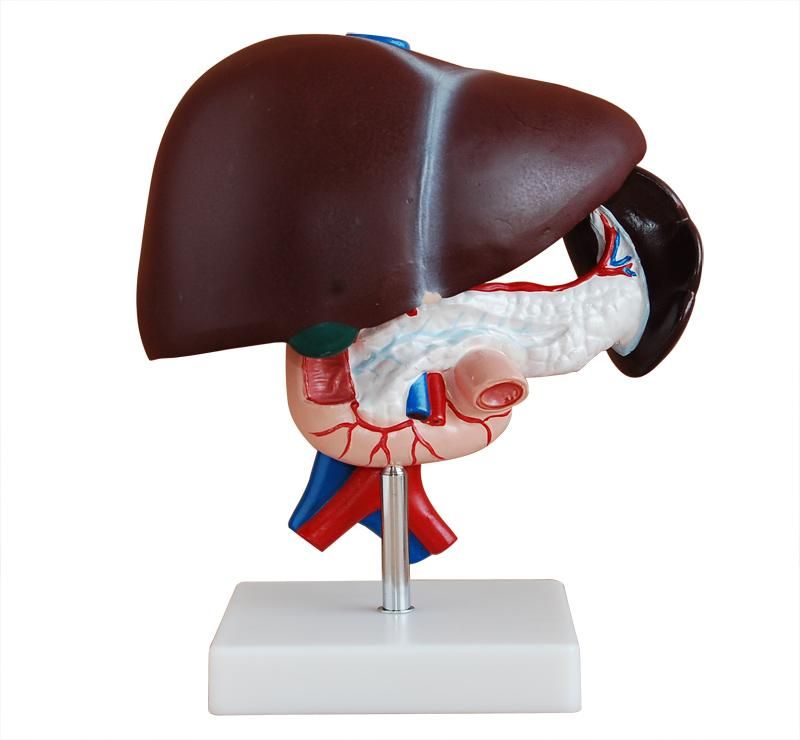 PVC upper abdomen organ model
