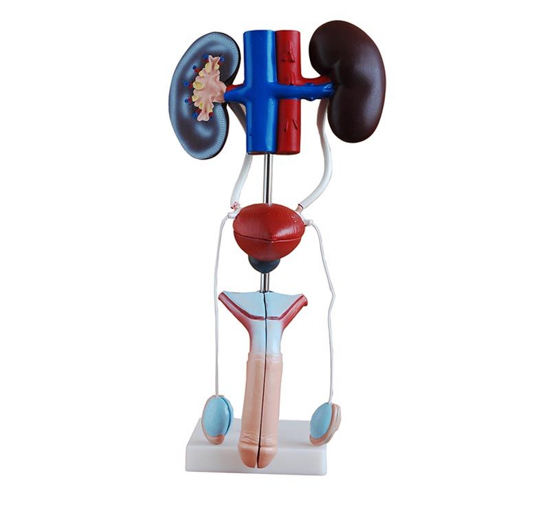 PVC male urology models