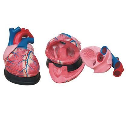 PVC decomposable  heart model