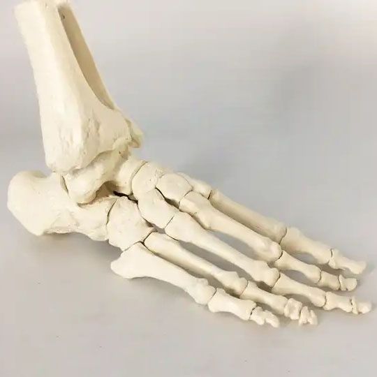 High-end 1-1 bone removable magnet connection human skeleton model